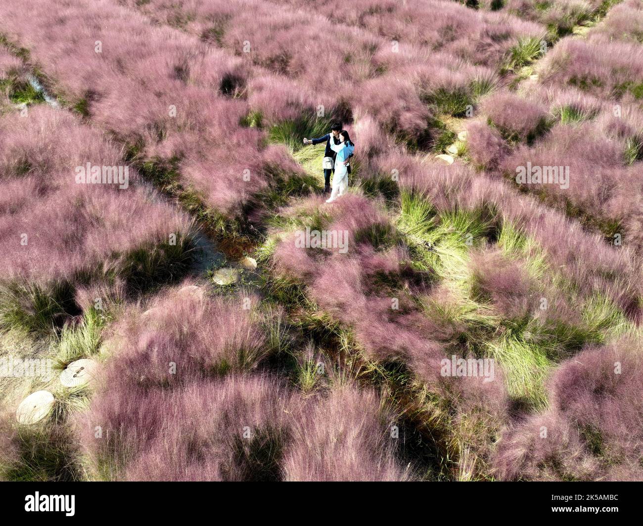 LIANYUNGANG, CINA - 7 OTTOBRE 2022 - i visitatori possono vedere la muhlygrass rosa al parco delle paludi dell'isola di Yueya nella città di Lianyungang, nella provincia di Jiangsu della Cina orientale, Foto Stock