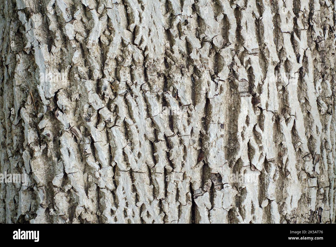 Tronco di legno vecchio - corteccia grezza, struttura della corteccia dell'albero. Foto Stock