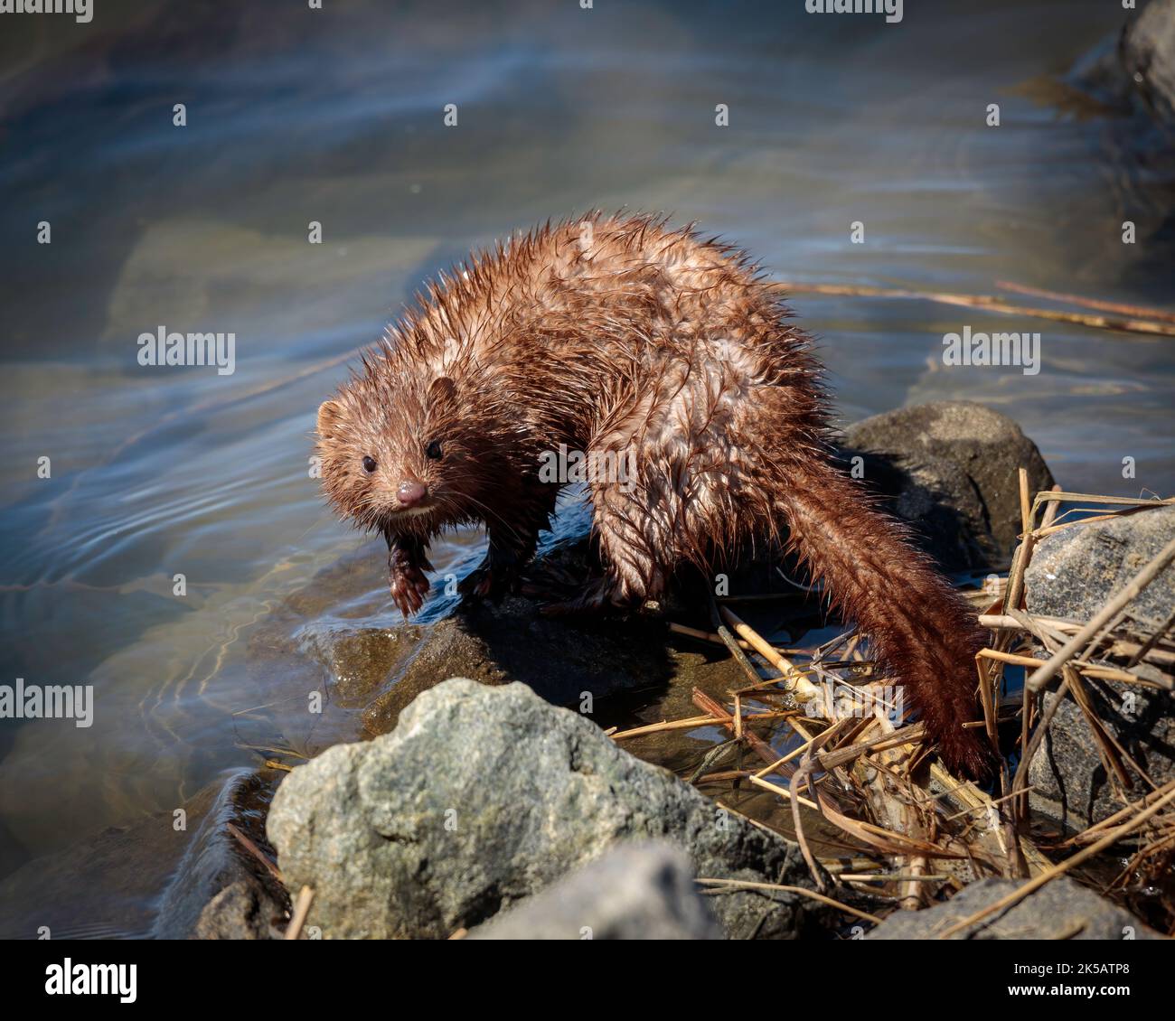 Un primo piano di una piccola Mink in piedi su piccole rocce accanto ad un lago Foto Stock