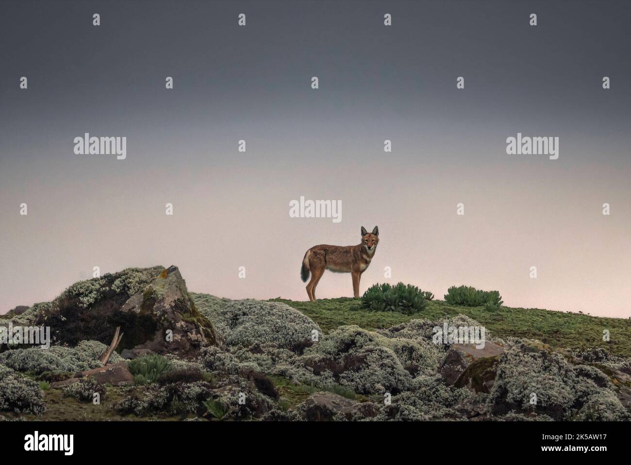 Un cane selvaggio fissa la telecamera. Etiopia: QUESTE IMMAGINI MOZZAFIATO mostrano gli animali nel loro habitat naturale, questi splendidi paesaggi che formano lo sfondo Foto Stock