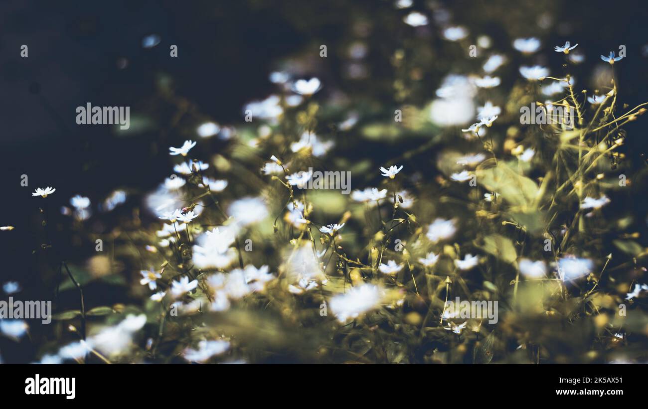Splendidi fiori bianchi fioriscono in un campo Foto Stock