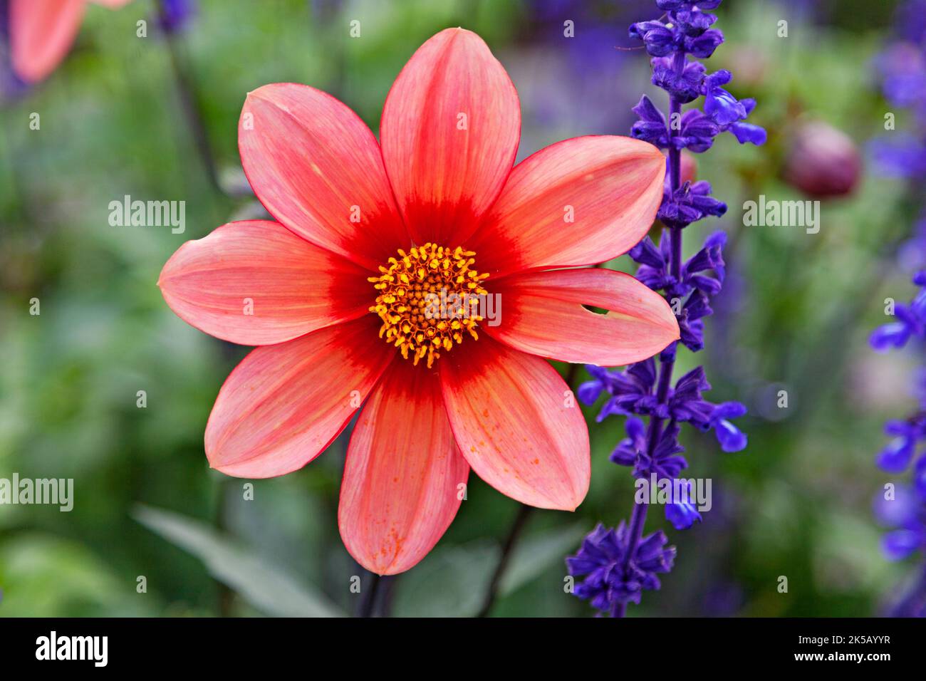 fiore rosso con giallo al centro Foto Stock