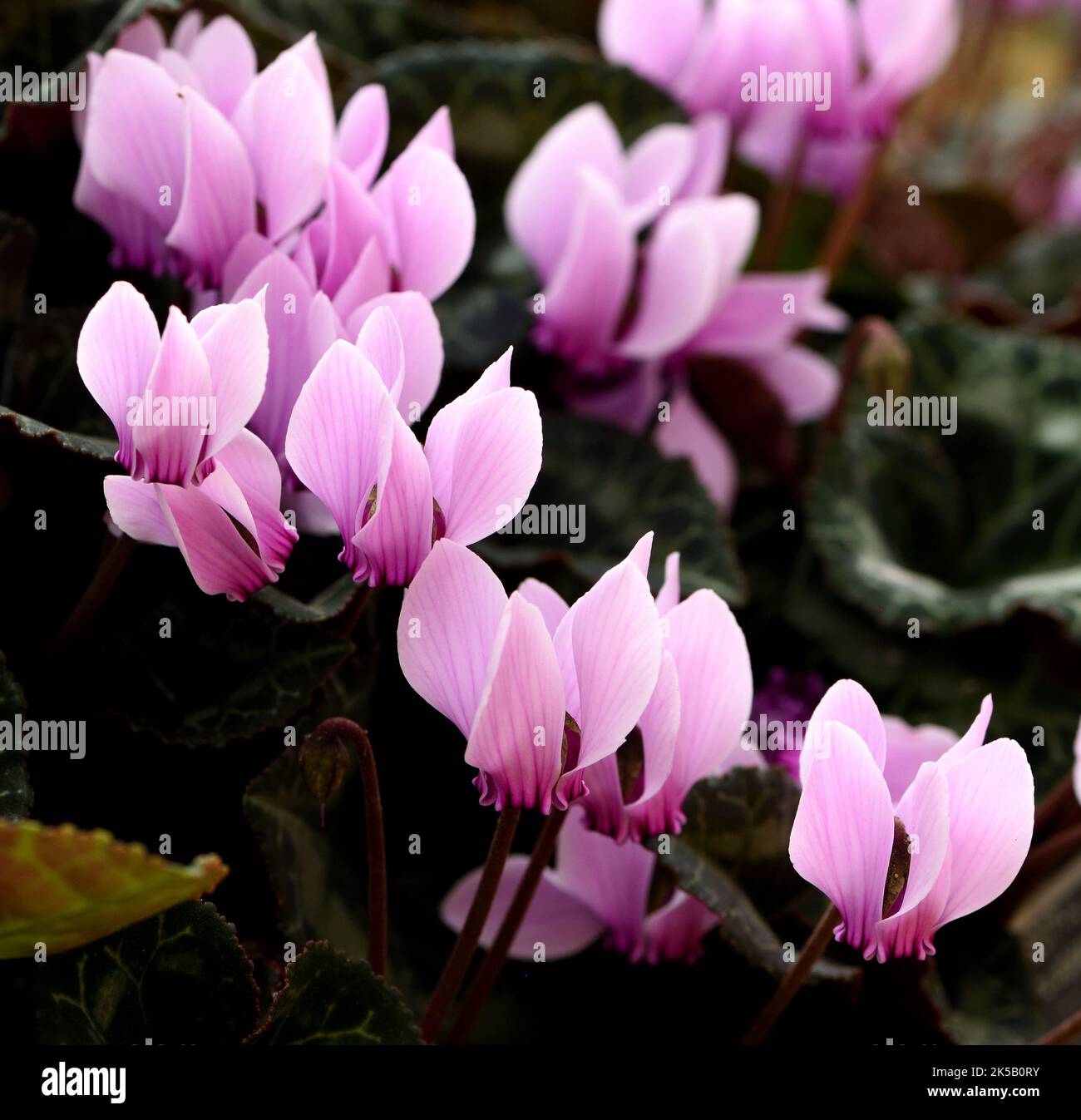 Primo piano di un gruppo di fiori rosa di ciclamino greco. Foto Stock
