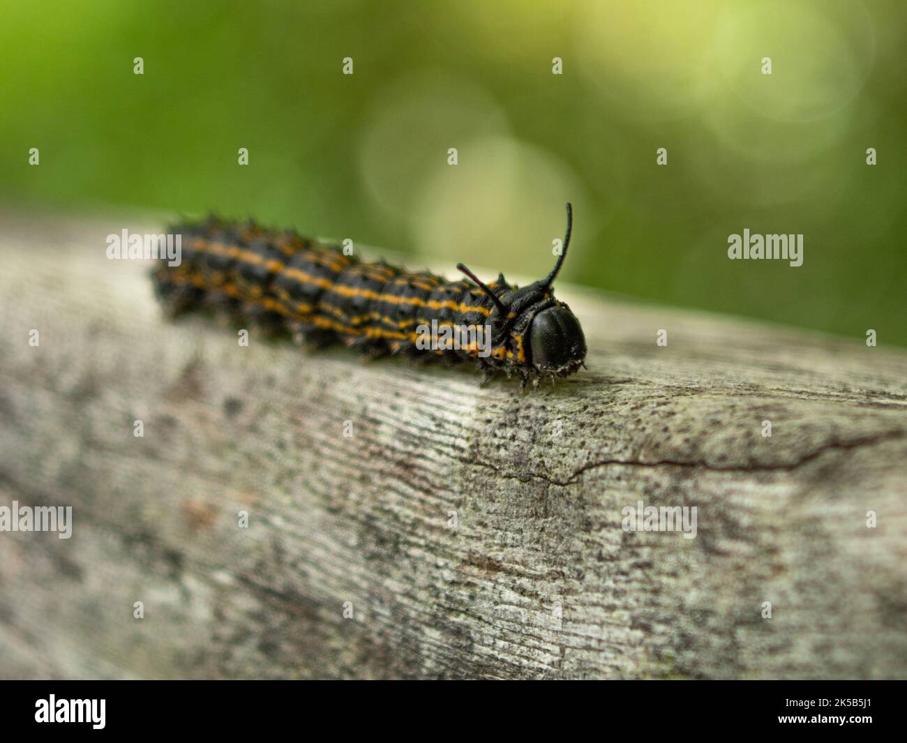 Un primo piano della falce di verme d'oca dalla punta arancione (Anisota senatoria) su una superficie di legno Foto Stock