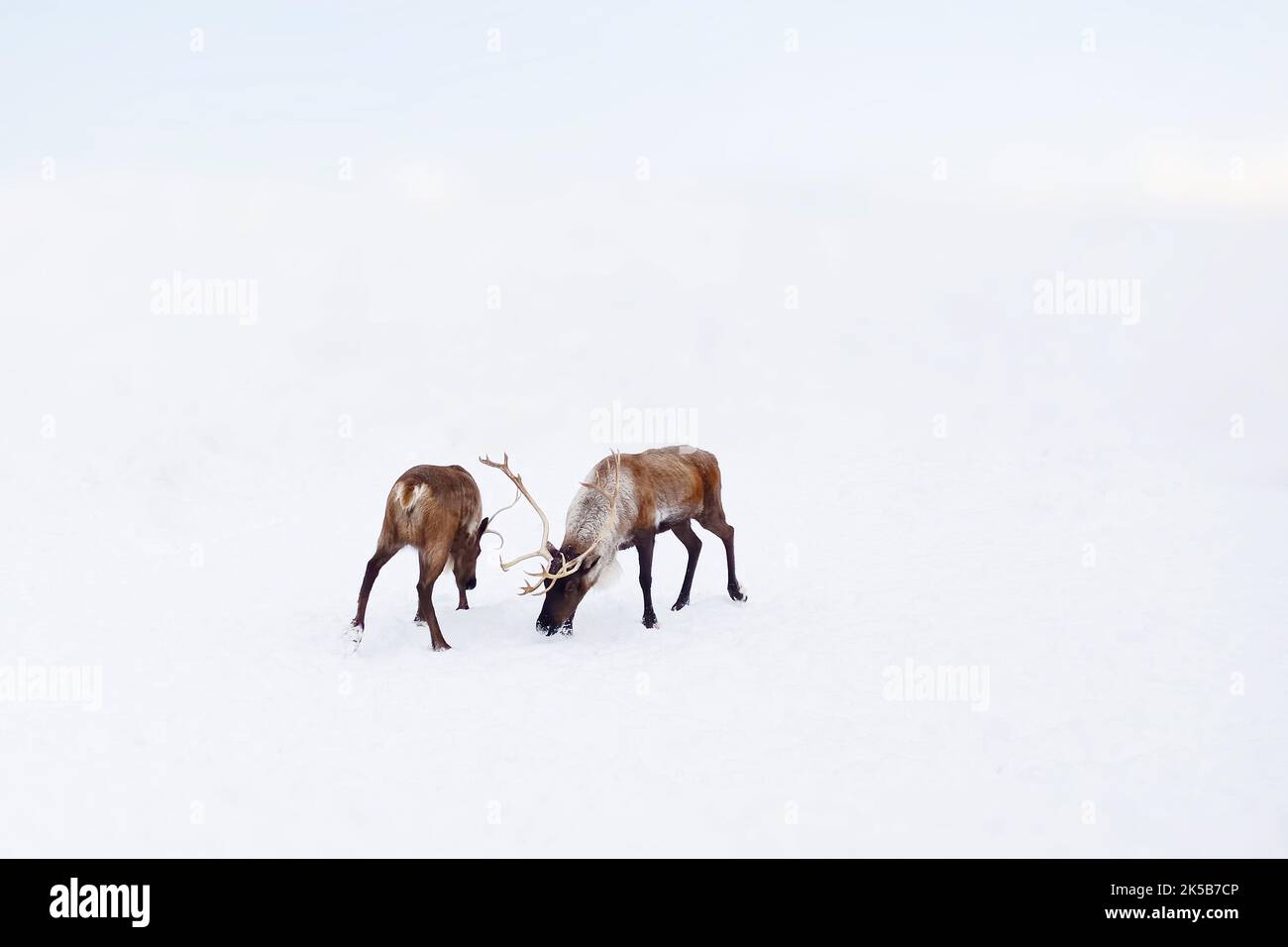 Un gruppo di cervi rossi su uno sfondo innevato d'inverno. Sfondo di Natale con neve. Cervi isolati su sfondo bianco con neve. Foto Stock