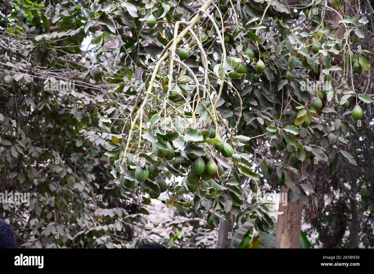 Avocado appeso al ramo di albero in una piantagione di alberi da frutto Foto Stock