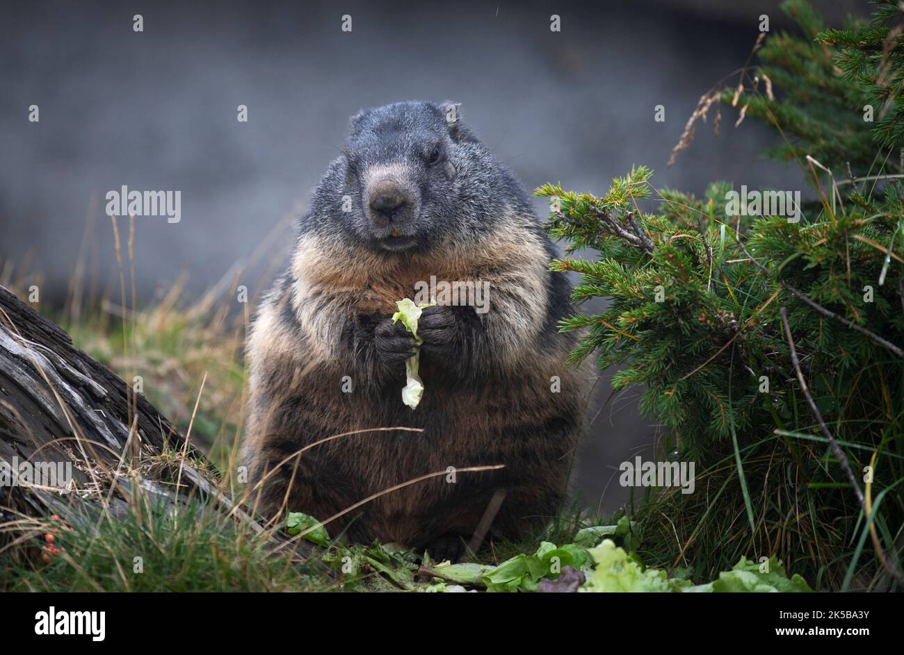 Marmotte in recinto in cima al Passo Grimsel Berna/Vallese in Svizzera 2022 settembre le marmotte sono scoiattoli di grandi dimensioni del genere Marmota, con 15 s. Foto Stock