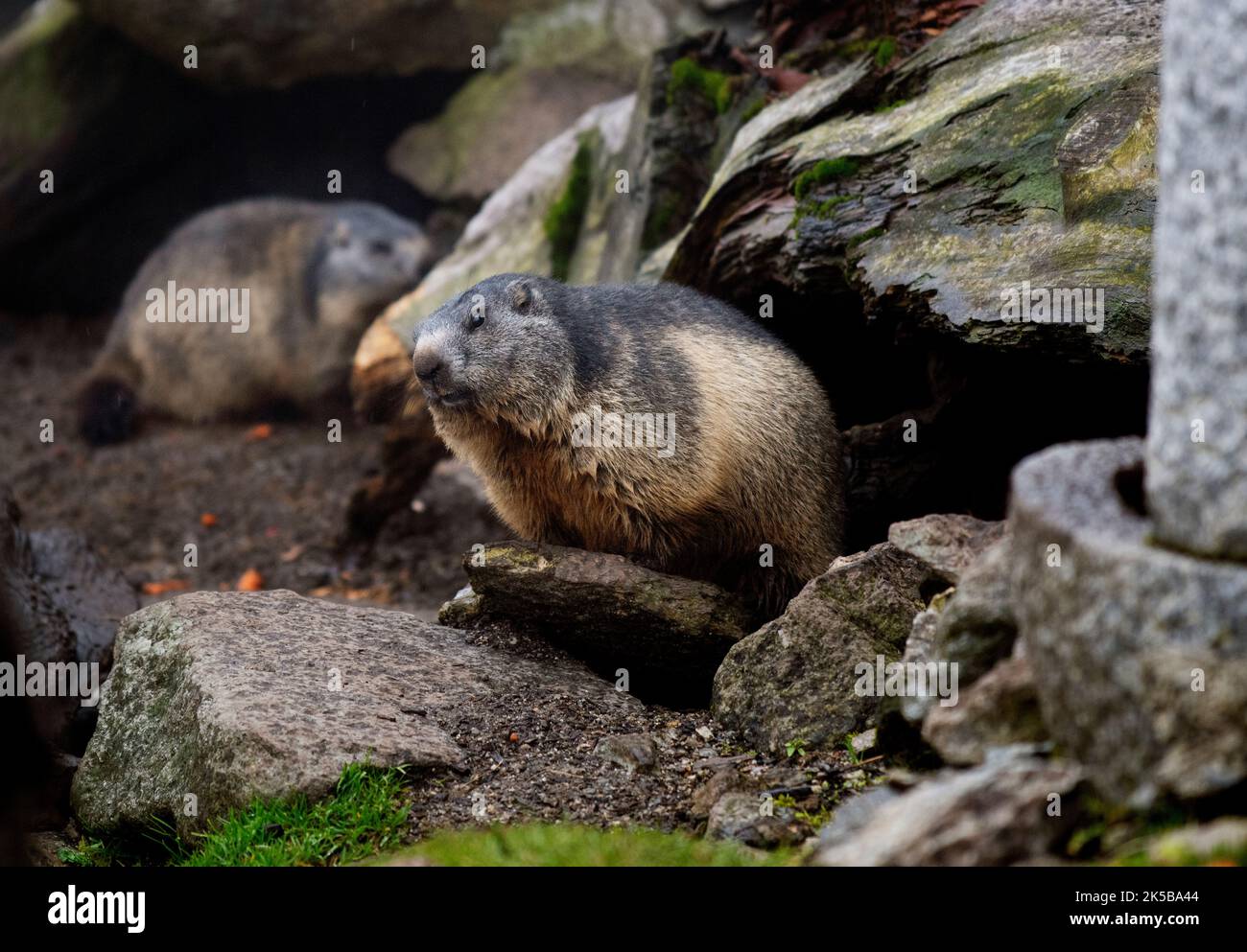 Marmotte in recinto in cima al Passo Grimsel Berna/Vallese in Svizzera 2022 settembre le marmotte sono scoiattoli di grandi dimensioni del genere Marmota, con 15 s. Foto Stock