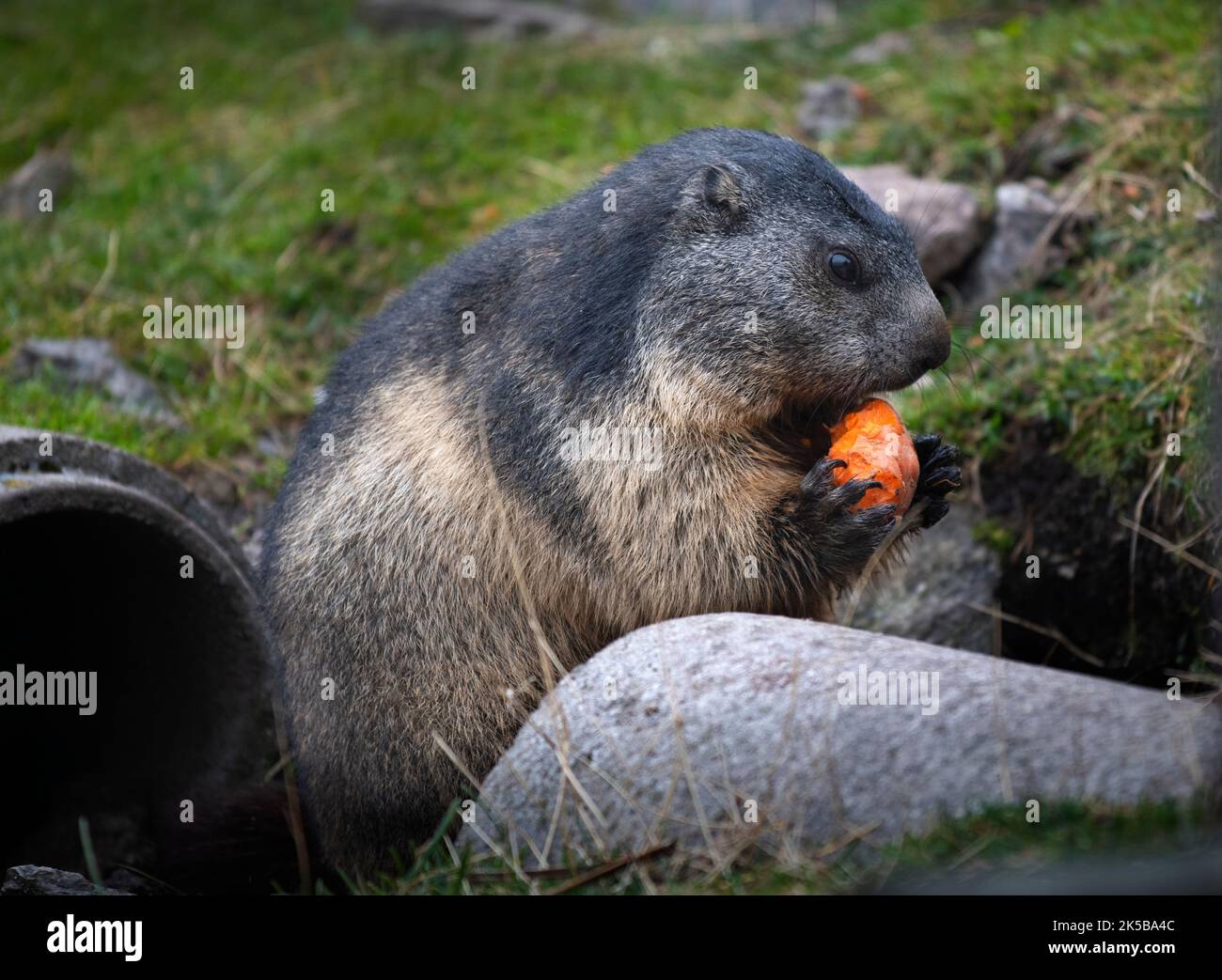 Marmotte in recinto in cima al Passo Grimsel Berna/Vallese in Svizzera 2022 settembre le marmotte sono scoiattoli di grandi dimensioni del genere Marmota, con 15 s. Foto Stock