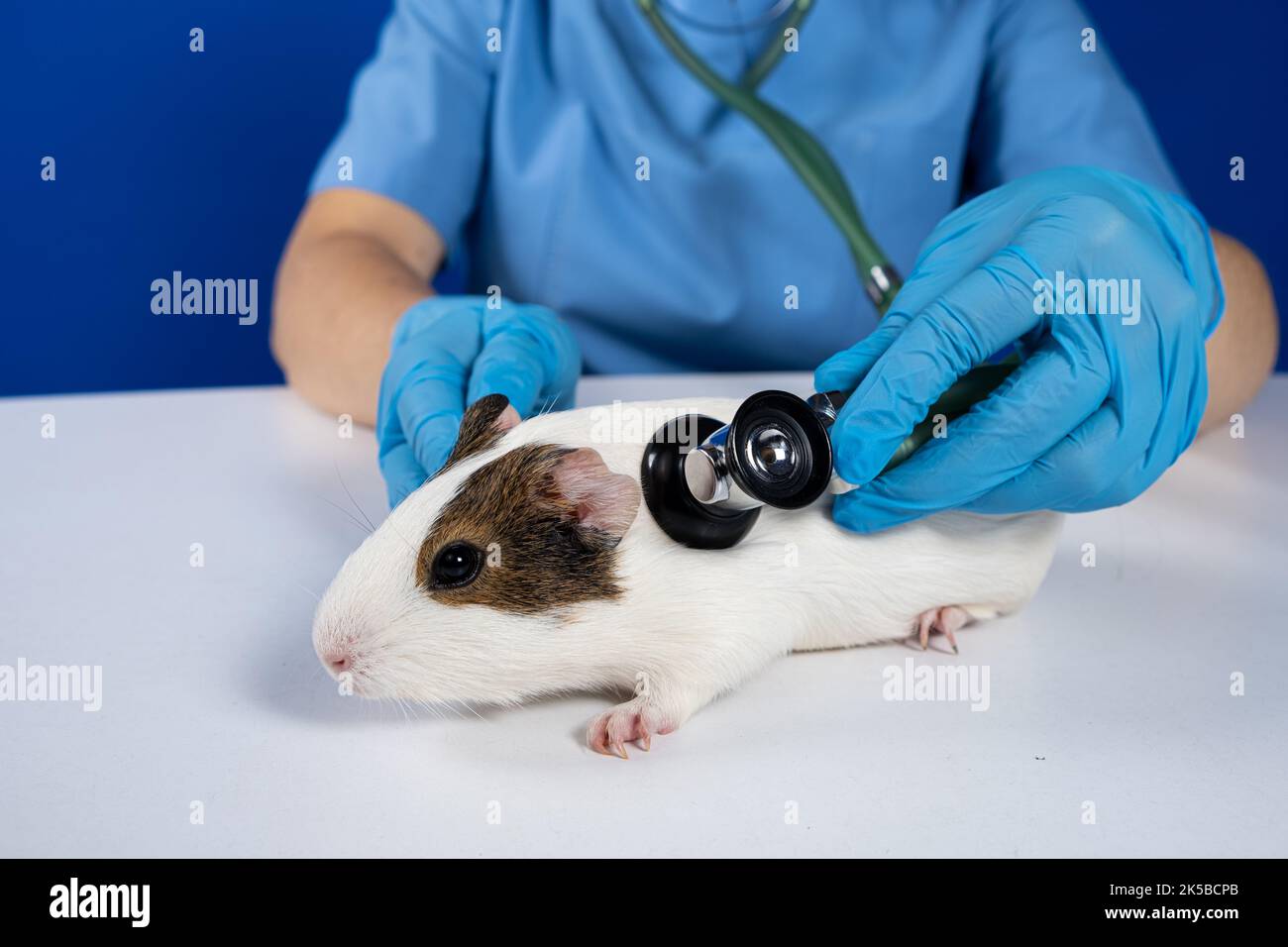Il veterinario esamina il cuore e i polmoni di una cavia con uno stetoscopio. Foto Stock