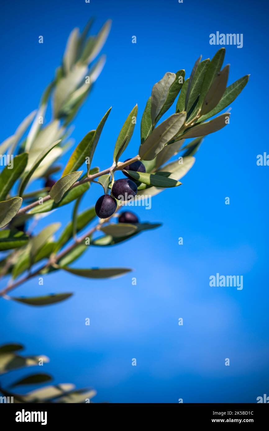 Olive fresche che crescono sulla vite contro il cielo blu Foto Stock