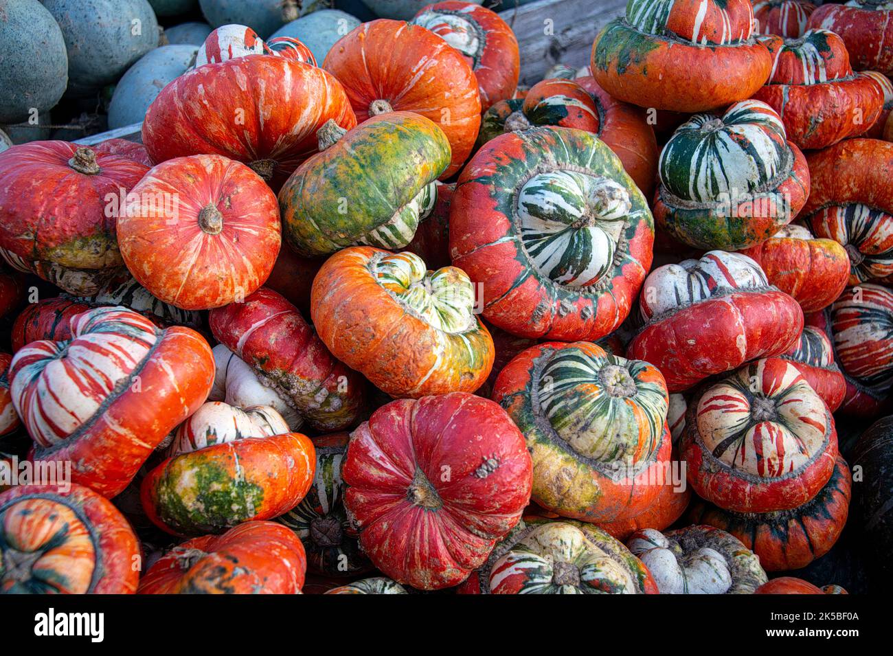 Zucche di zucca di turbano Foto Stock