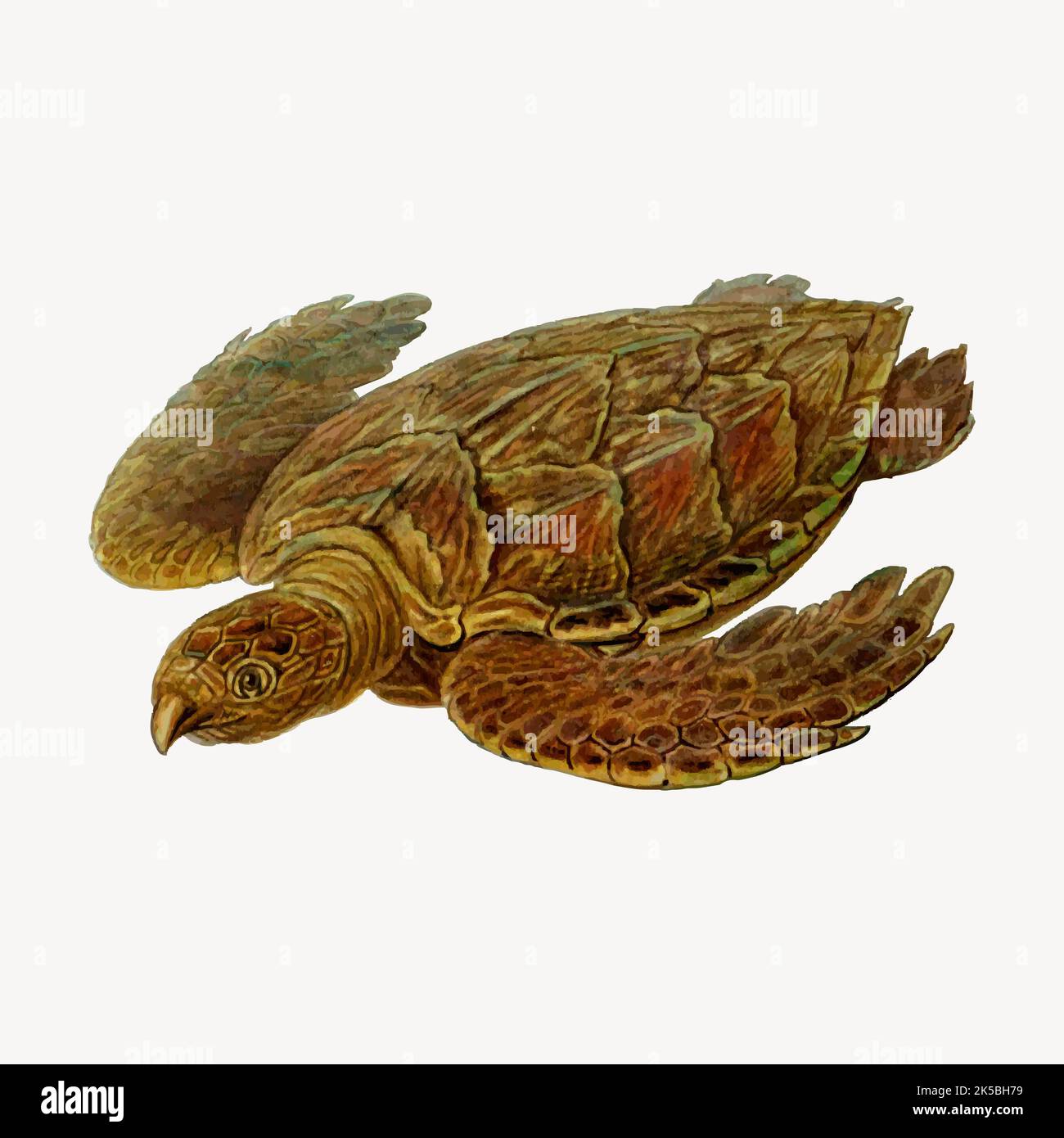 Hawksbill tartaruga clipart, vettore di illustrazione. Illustrazione Vettoriale