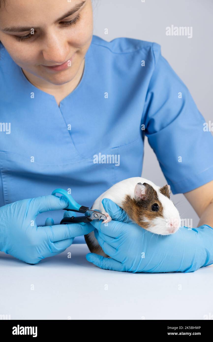 Un veterinario taglia gli artigli di un piccolo porcellino d'India con un artiglio Foto Stock