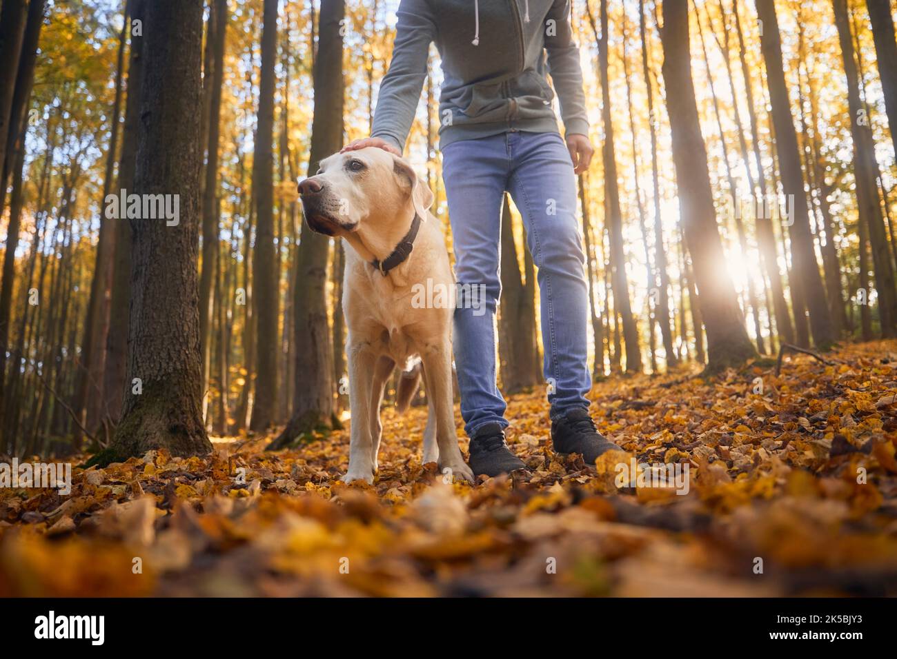 Uomo con cane durante la passeggiata autunnale nella foresta. Il proprietario dell'animale domestico che ha stroato il suo retriever fedele del labrador. Foto Stock