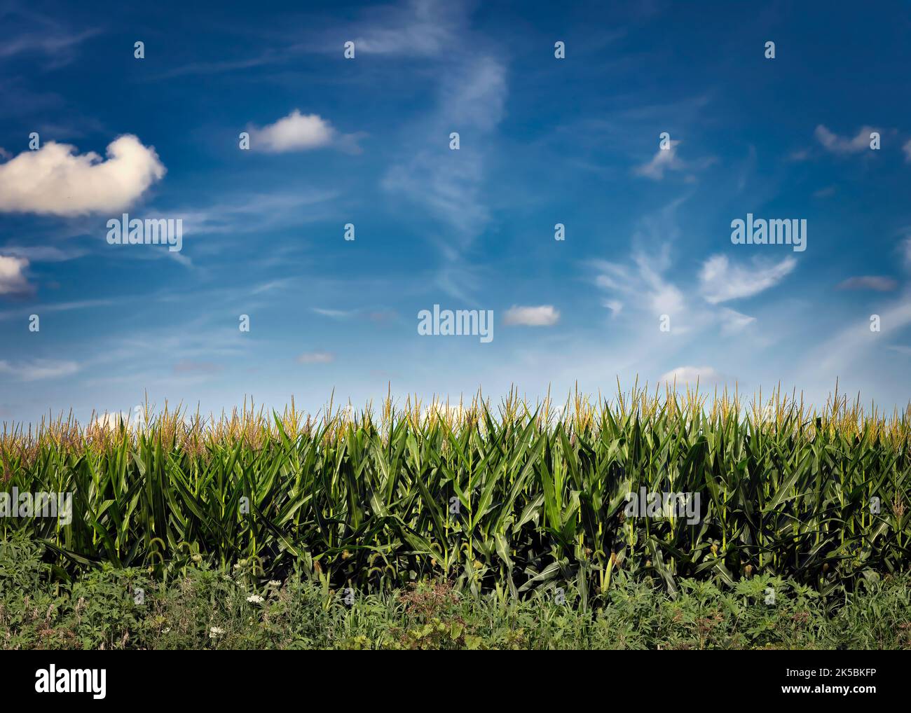 Un morbido campo di mais si erge contro il cielo ostriero vicino a Farley, Iowa. Foto Stock