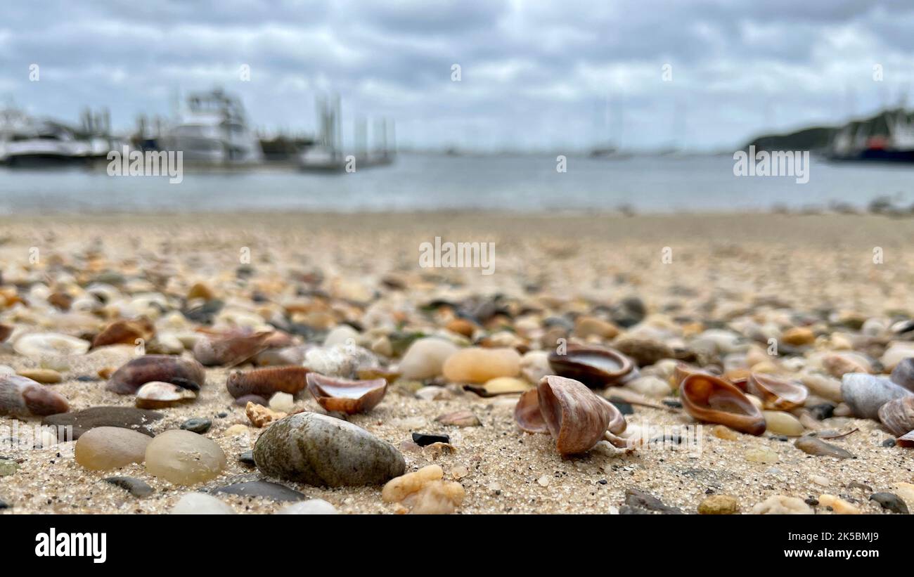 Primo piano delle conchiglie che coprono la spiaggia di Port Jefferson a Long Island Sound. Foto Stock