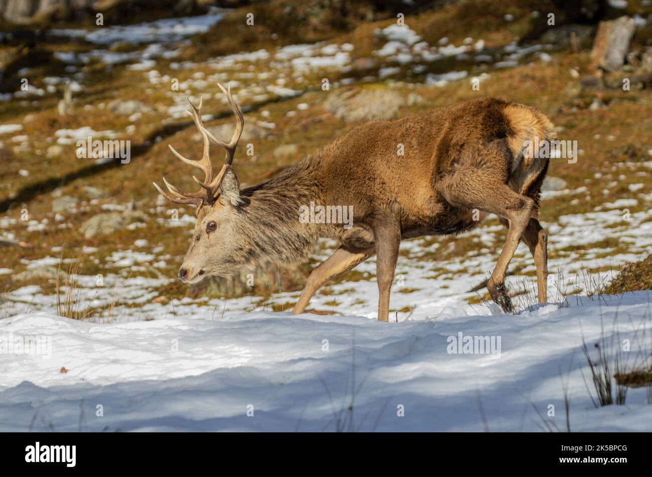 Un grande cervo rosso (Cervus elaphus) che si muove attraverso la foresta innevata alla ricerca di cibo. Scozia, Regno Unito Foto Stock