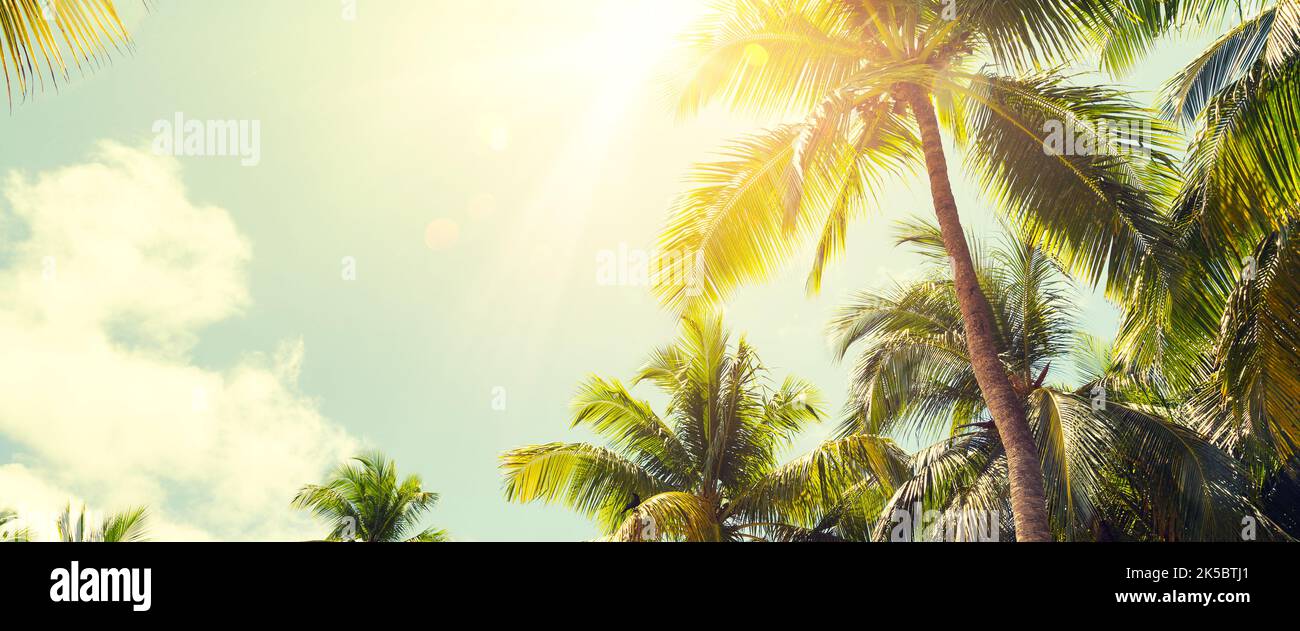 Panorama di palme tropicali con luce solare su sfondo cielo. Palme da cocco e sole splendente con effetto vintage. Foto Stock