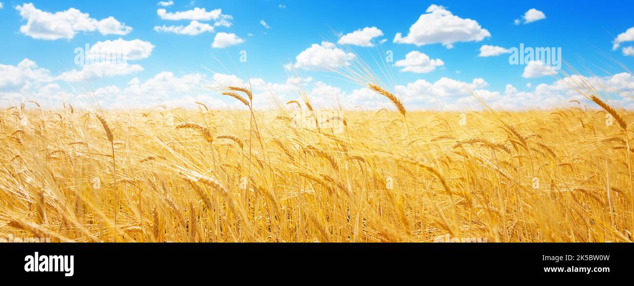 Panorama di spighe dorate di grano contro il cielo blu e le nuvole. Raccolta di grano maturo contro il cielo blu. Campo di grano, sfondo agricolo. Foto Stock
