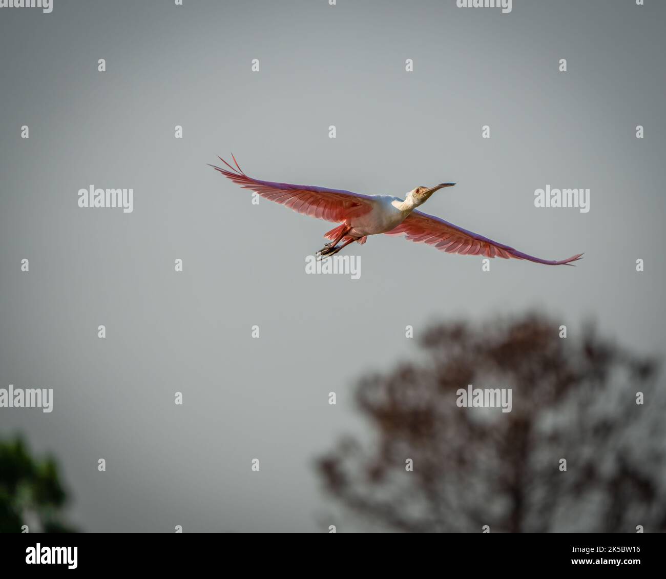 La vista dall'angolo basso di una spatola che vola nel cielo con le ali ad ampia apertura Foto Stock