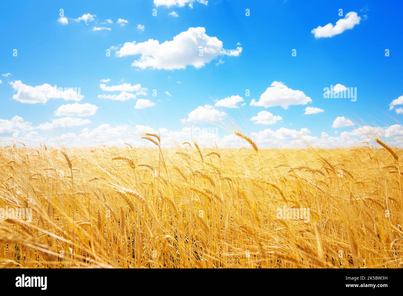 Spighe dorate di grano contro il cielo blu e le nuvole. Raccolta di grano maturo contro il cielo blu. Campo di grano, sfondo agricolo. Foto Stock