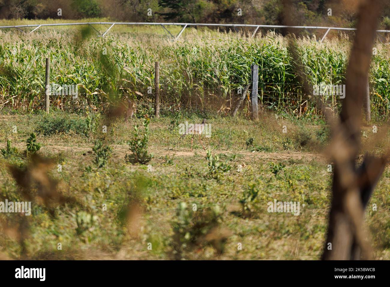 Siriema uccello vicino a una fattoria di mais a Minas Gerais Brasile Foto Stock