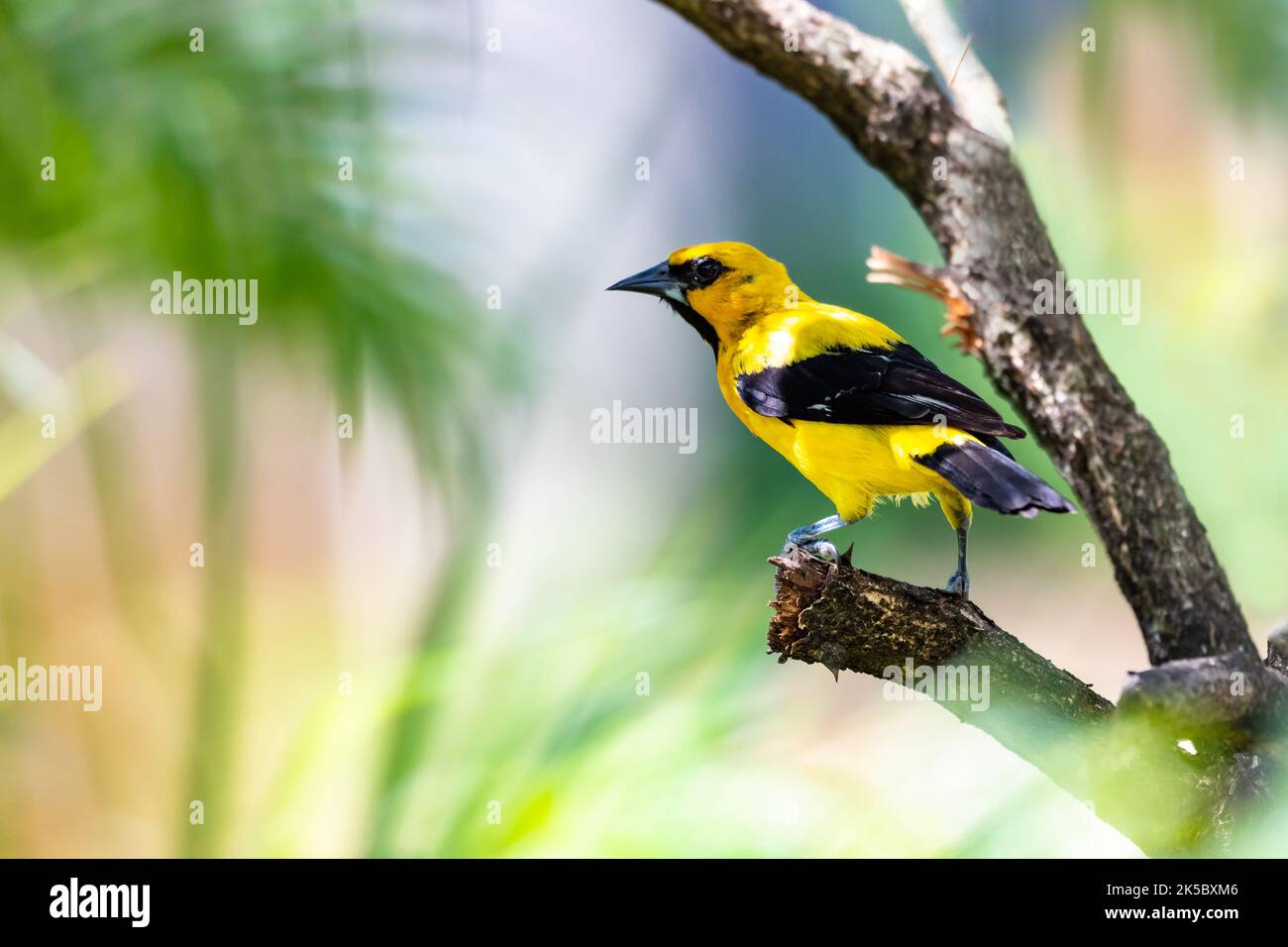Bellissimo uccello tropicale, Oriole giallo, appollaiato all'ombra di un albero in un giardino. Foto Stock