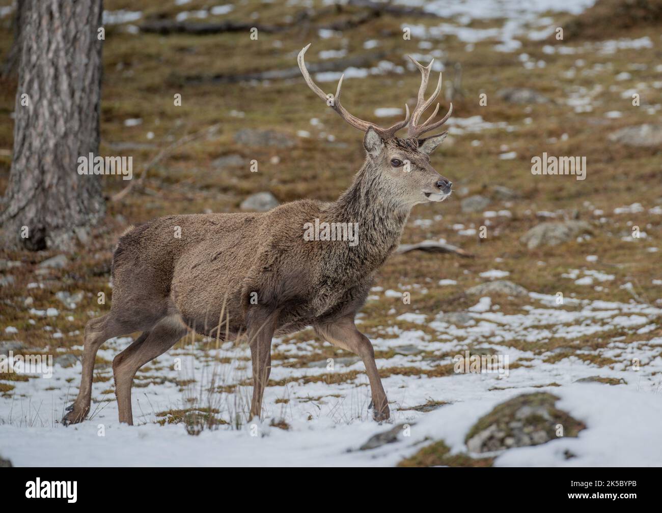 Un maestoso cervo rosso (Cervus elaphus) che si erge orgoglioso nella foresta di pini caledoni. Cairngorms, Scozia, Regno Unito Foto Stock