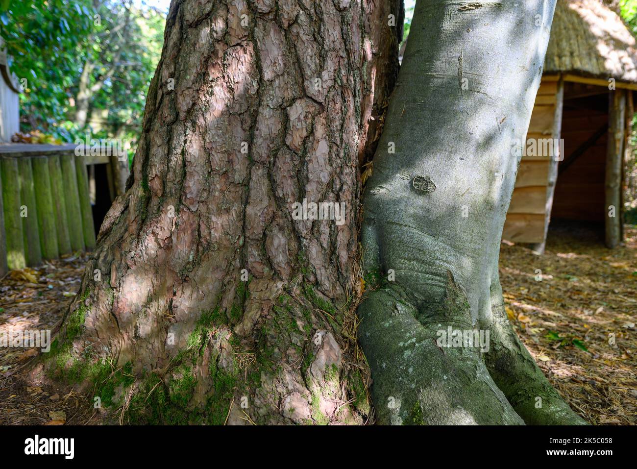 Due tronchi di albero differenti che crescono come se Uniti insieme, Furzey Gardens, Minstead, New Forest, Hampshire, Regno Unito in autunno Foto Stock