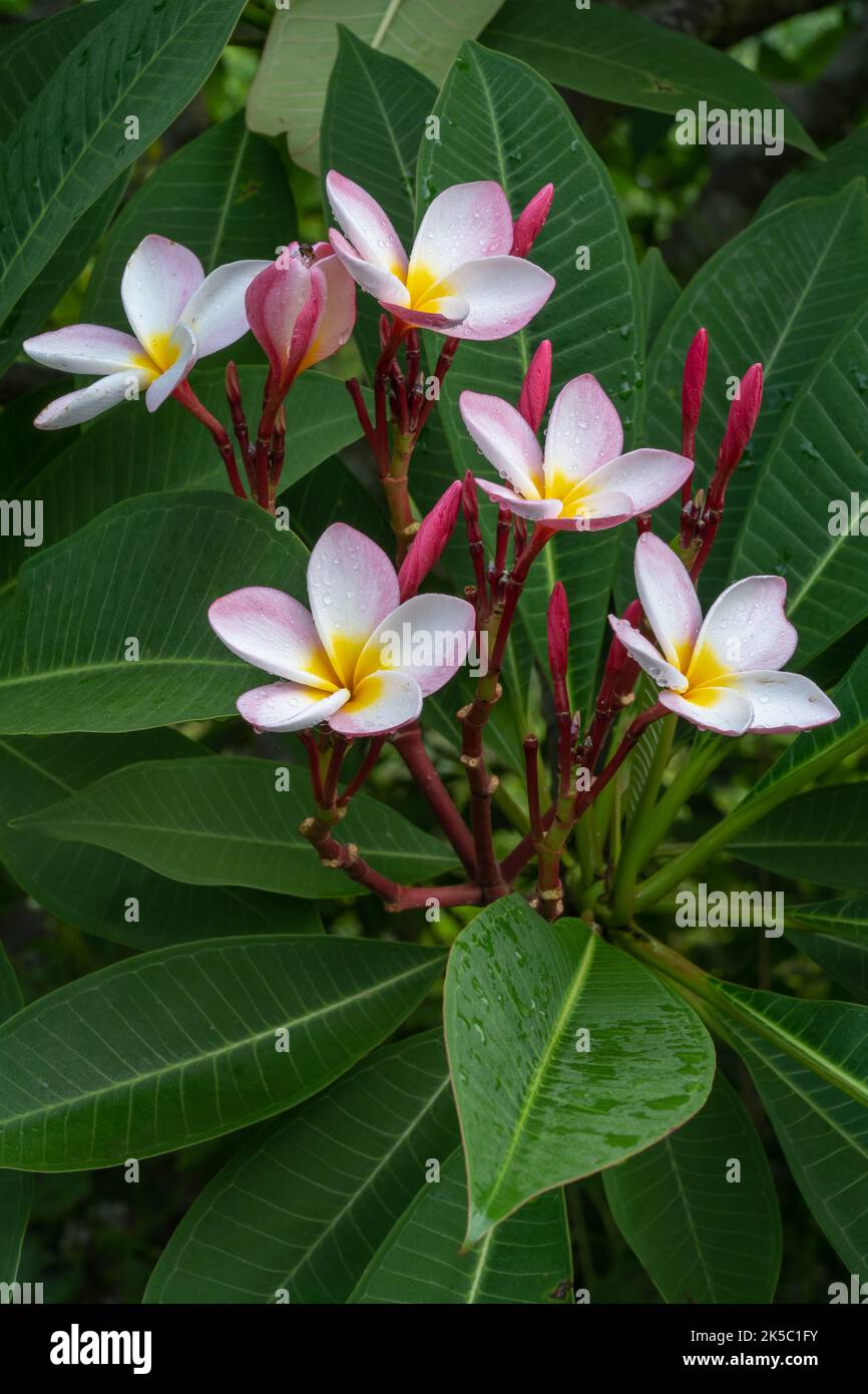 Vista in primo piano della delicata piumeria bianca rosa e gialla o dei fiori e delle gemme di frangipani su sfondo naturale Foto Stock