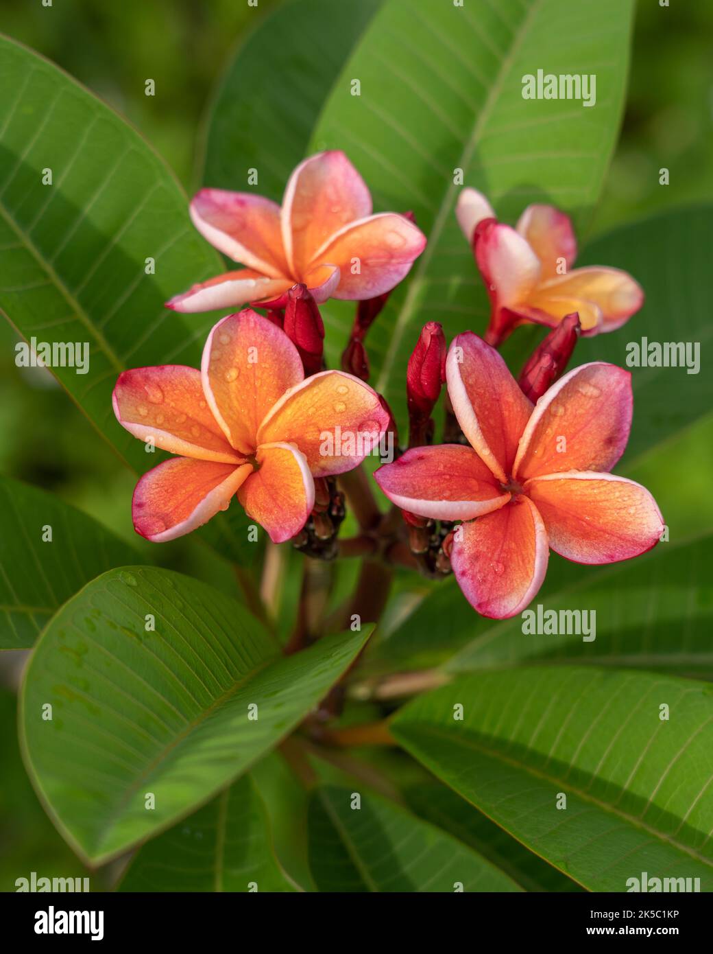 Vista in primo piano di fiori di frangipani rosa arancio e rosa rosso o di fiori di plumeria con gocce di pioggia isolate su sfondo verde foglie in giardino tropicale Foto Stock