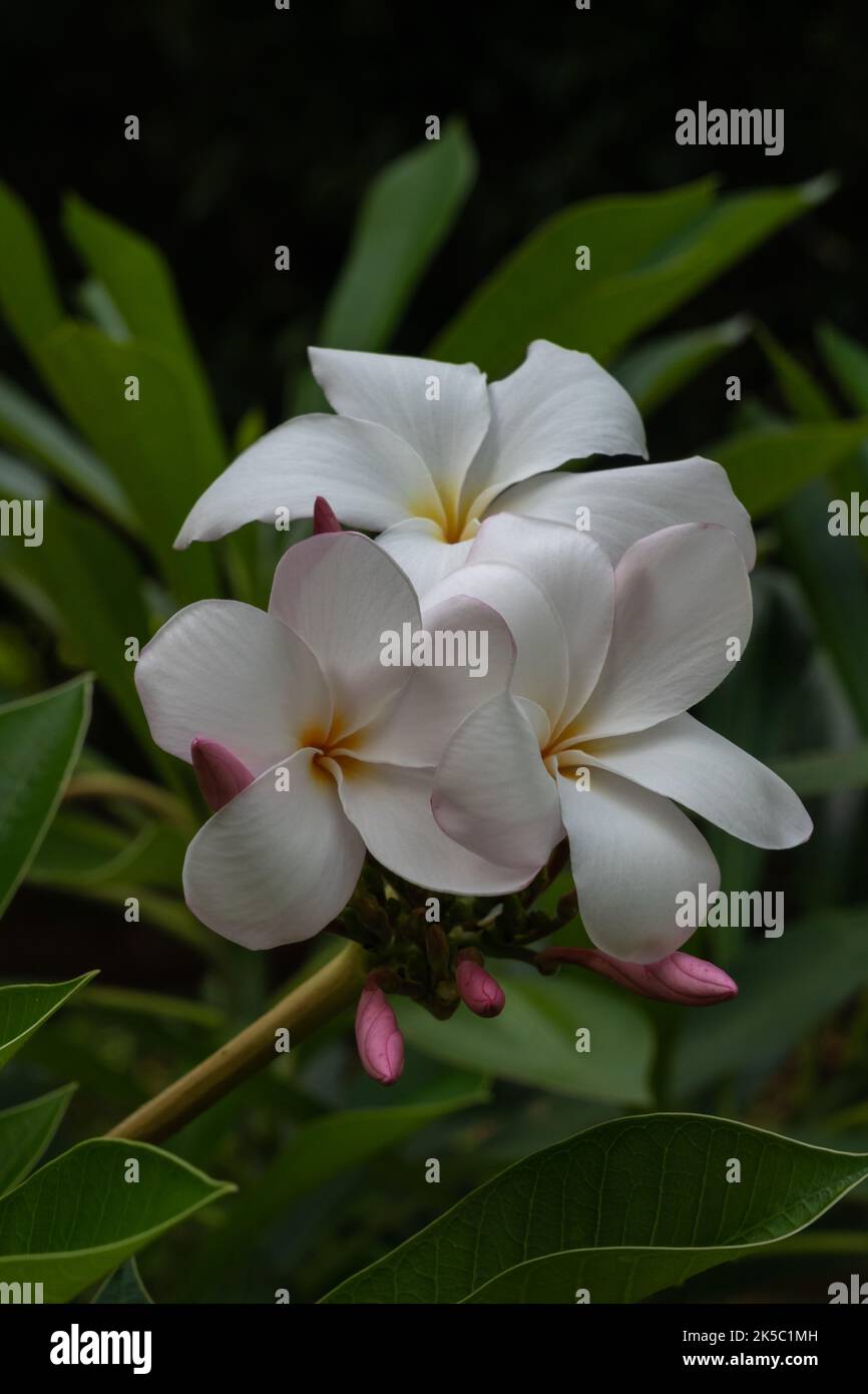 Vista in primo piano della delicata plumeria bianca e rosa o del gruppo di fiori e boccioli frangipani all'aperto in giardino tropicale isolato su fondo naturale scuro Foto Stock