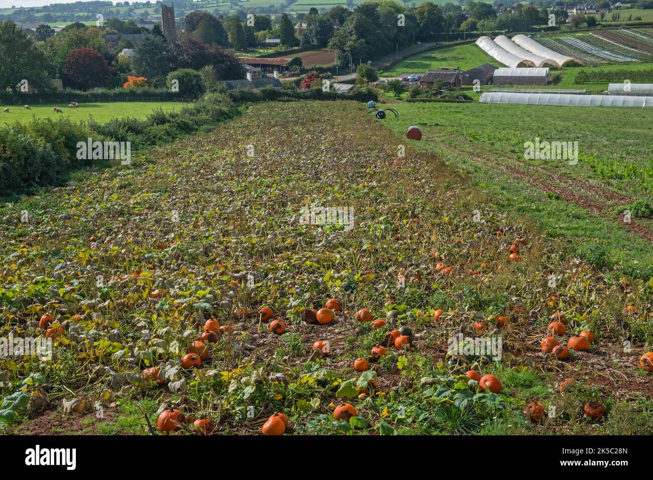 La maturazione del raccolto di zucca in un campo di fattoria Devon alcune settimane prima delle celebrazioni di Halloween nel Regno Unito Foto Stock