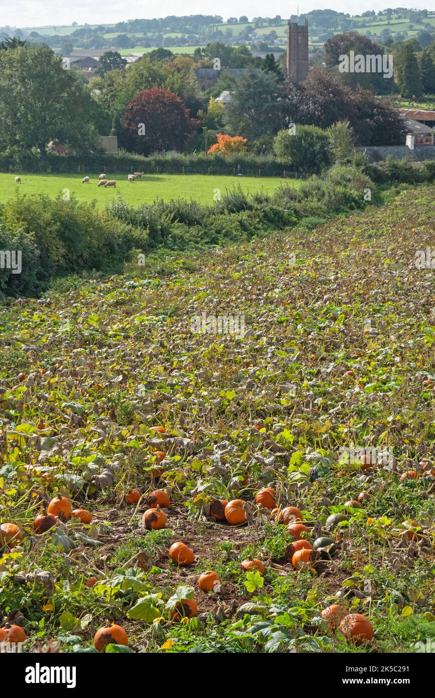 Zucche maturano in un campo di Devon un paio di settimane prima delle celebrazioni di Halloween nel Regno Unito Foto Stock