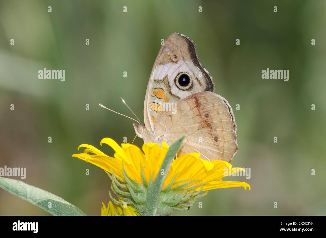 Buckeye comune, Junonia coenia, nectaring da Maximilian girasole, Helianthus maximiliani Foto Stock