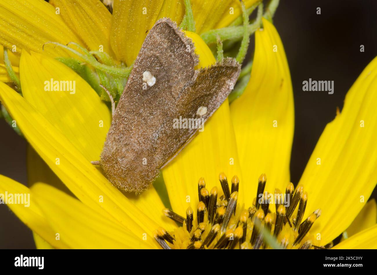 Owlet Tarma Tricholita notata su Maximilian, girasole Helianthus maximiliani Foto Stock