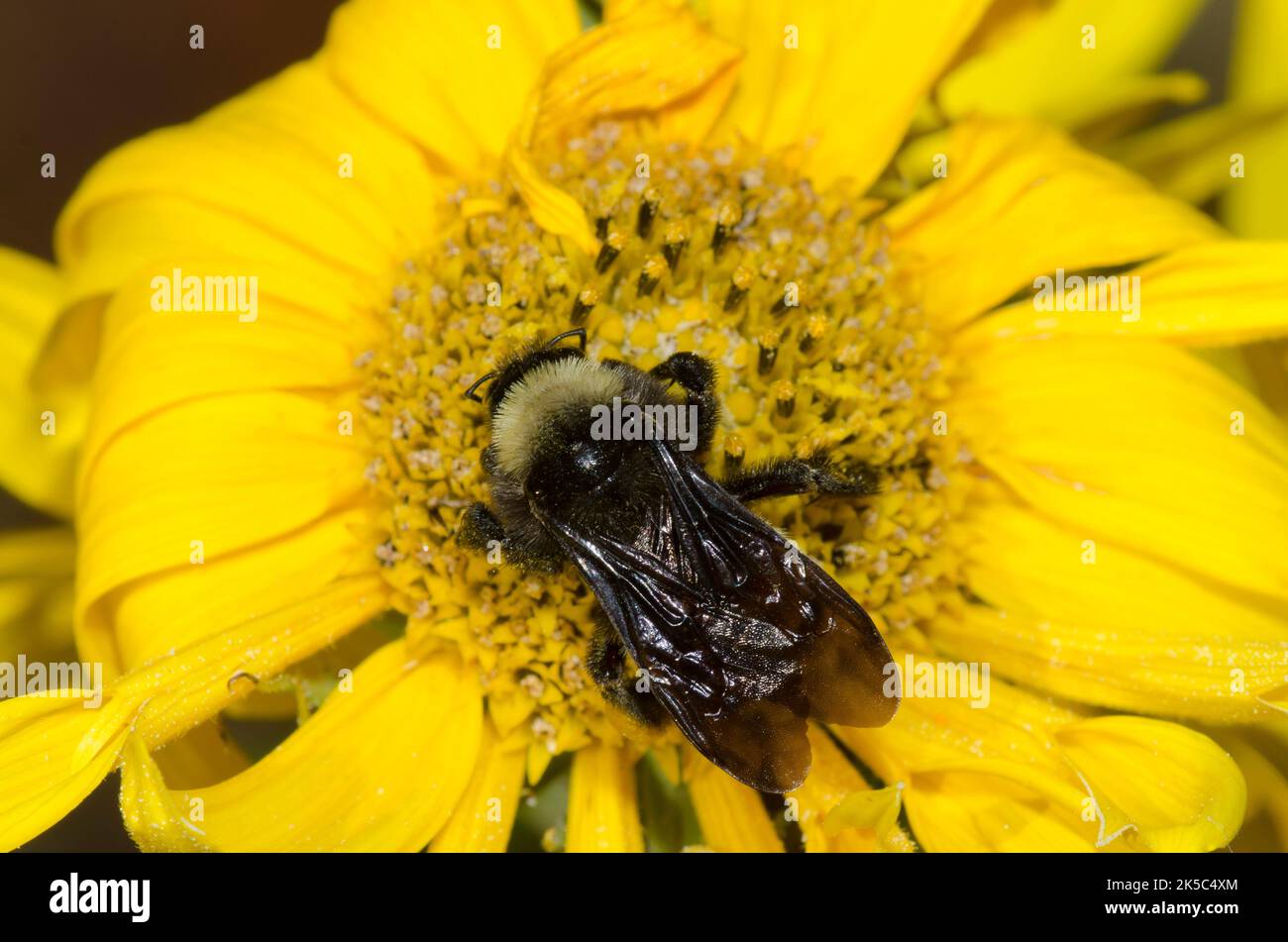 American Bumble Bee, Bombus pensylvanicus, foraggio su Maximilian girasole, Helianthus maximiliani Foto Stock