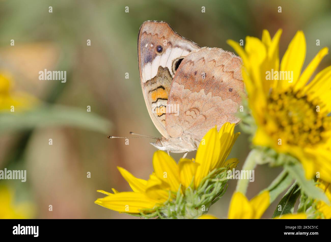 Buckeye comune, Junonia coenia, nectaring da Maximilian girasole, Helianthus maximiliani Foto Stock