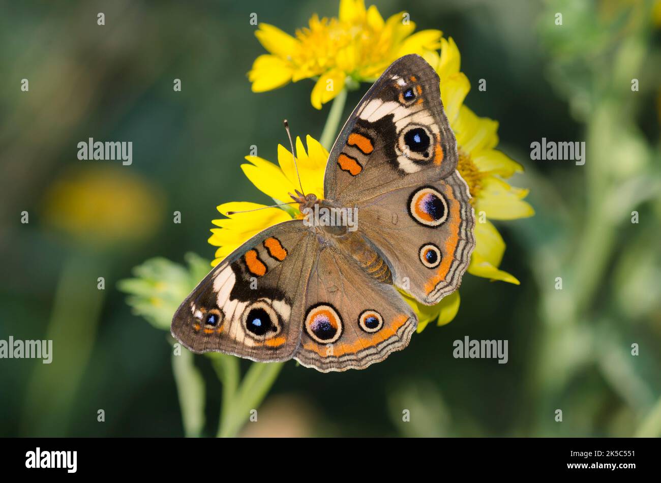 Buckeye comune, Junonia coenia, nectaaring da Golden Crownbeard, Verbesina encelioides Foto Stock