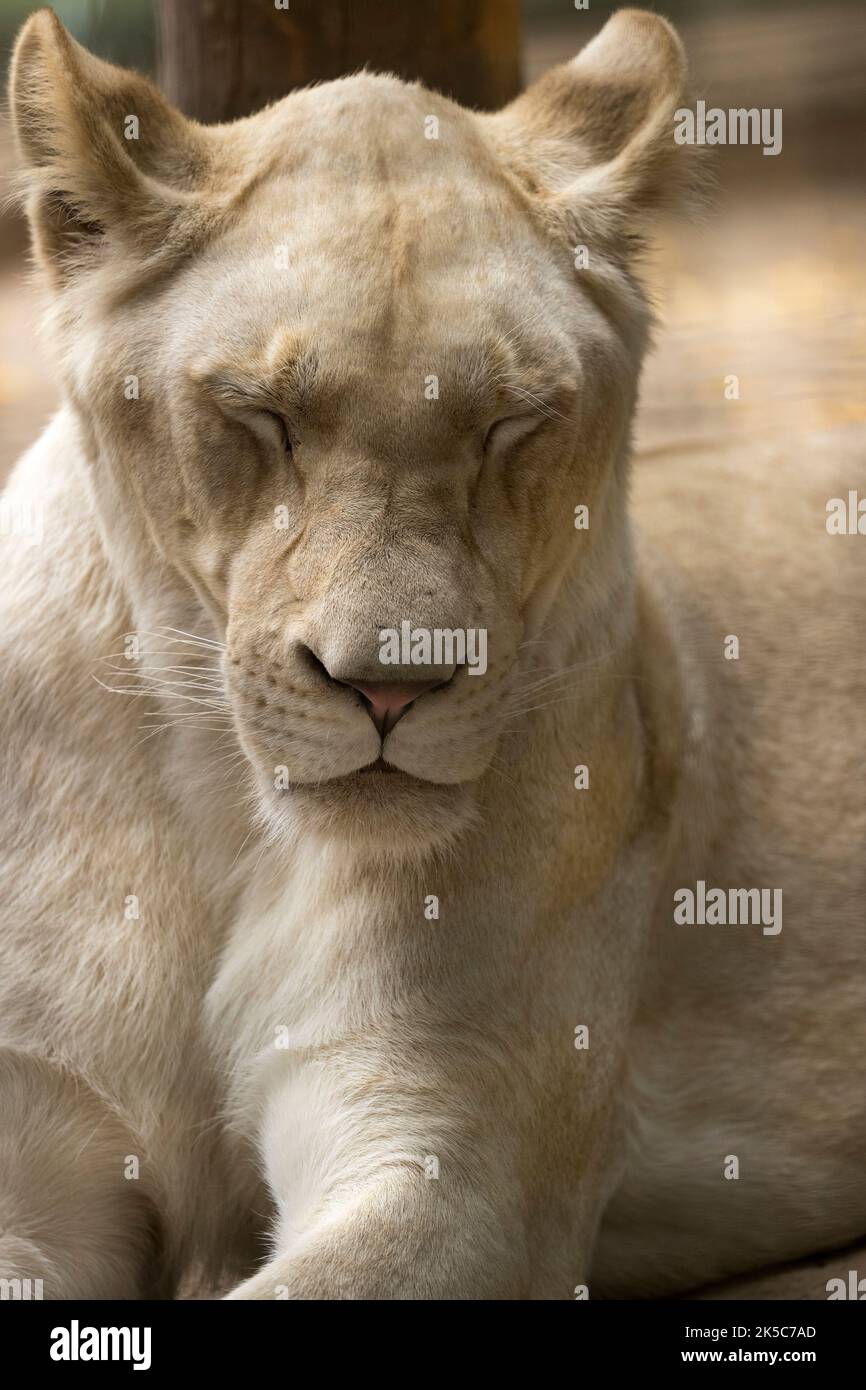 Leone bianco gatto grande Nyiregyhaza Sosto zoo Ungheria Foto Stock