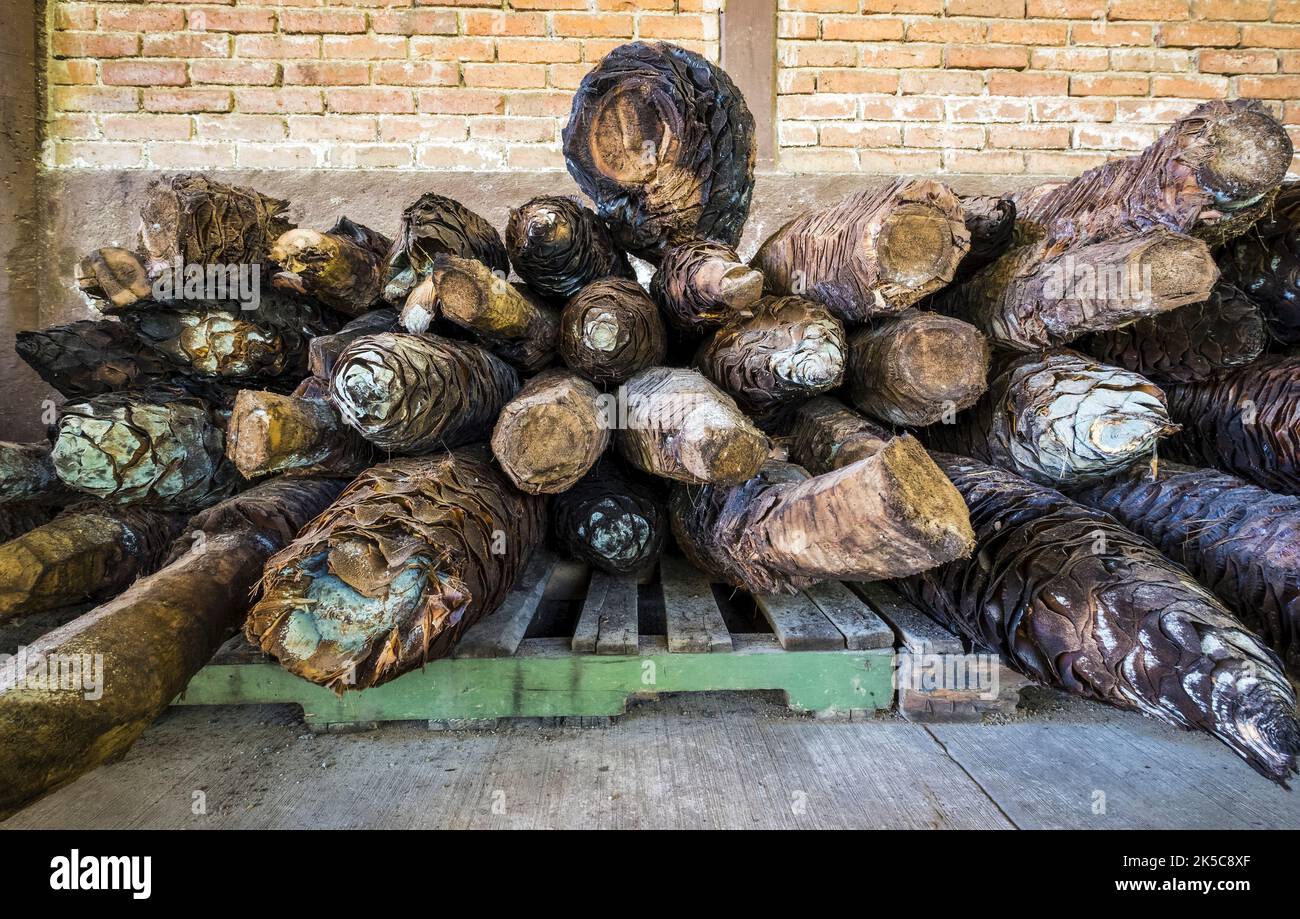 Ananas di agave, cuori di agave in preparazione per la produzione di mezcal, una bevanda alcolica tradizionale del Messico prodotta a Oaxaca, nel sud di quel paese Foto Stock