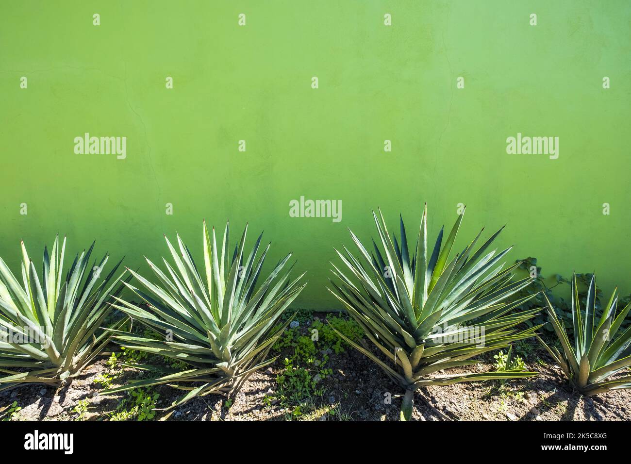Particolare di un giardino a Oaxaca con agavi per produrre la bevanda alcolica tradizionale chiamata mezcal Foto Stock