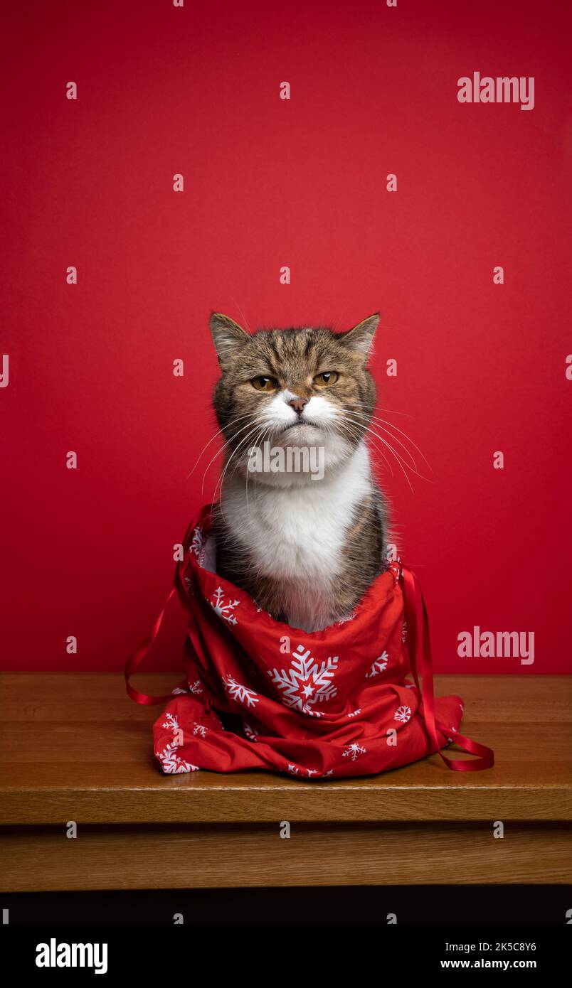 carino gatto seduto all'interno della borsa santa rossa. christams ritratto su sfondo rosso con spazio copia Foto Stock