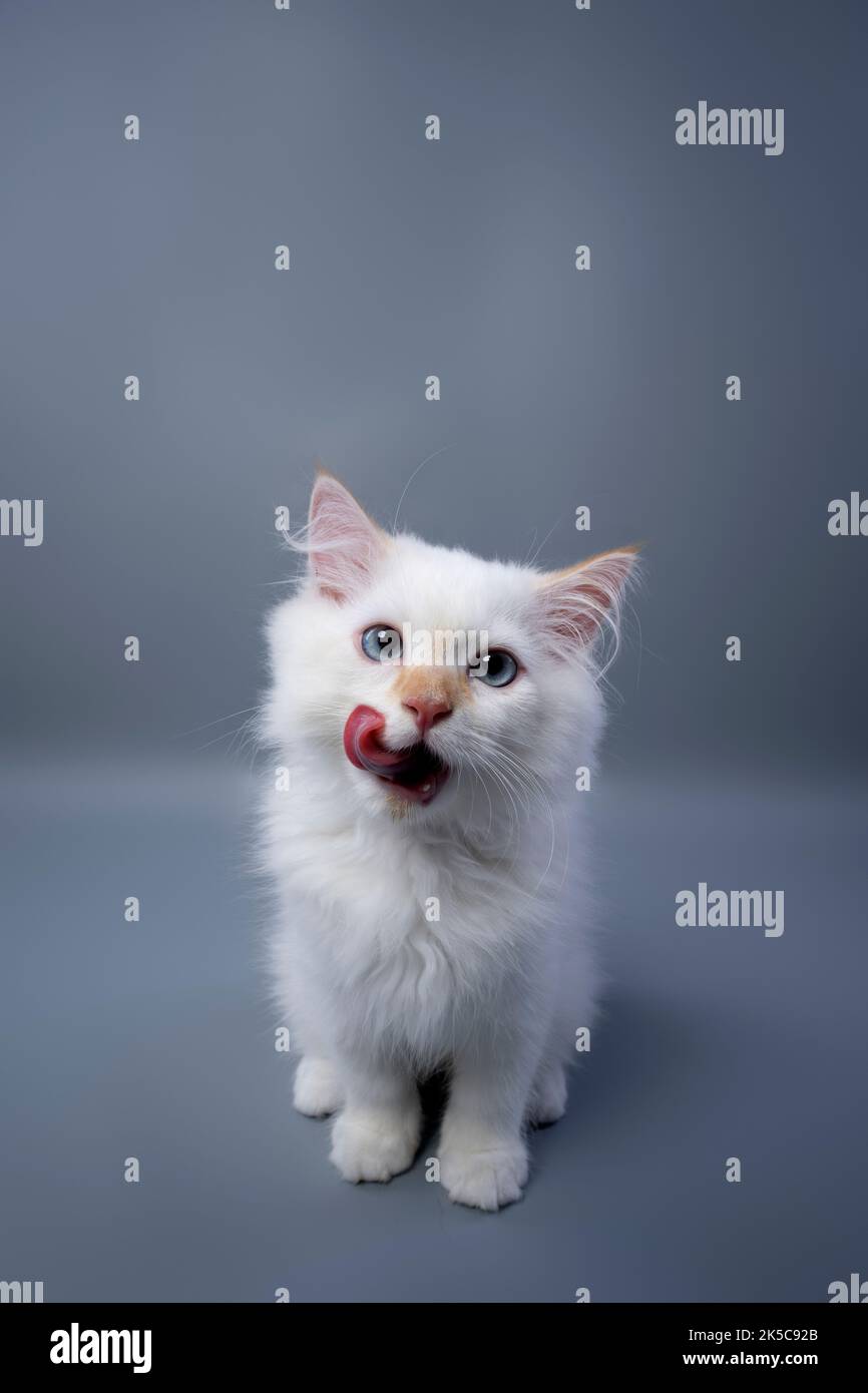 affamato bianco lanuginoso gattino siberiano ritratto leccando labbra su sfondo grigio studio con copia spazio Foto Stock