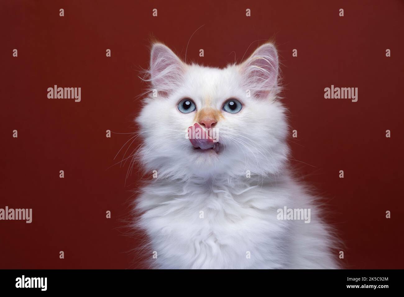 soffice gattino siberiano bianco leccante labbra ritratto su sfondo rosso Foto Stock
