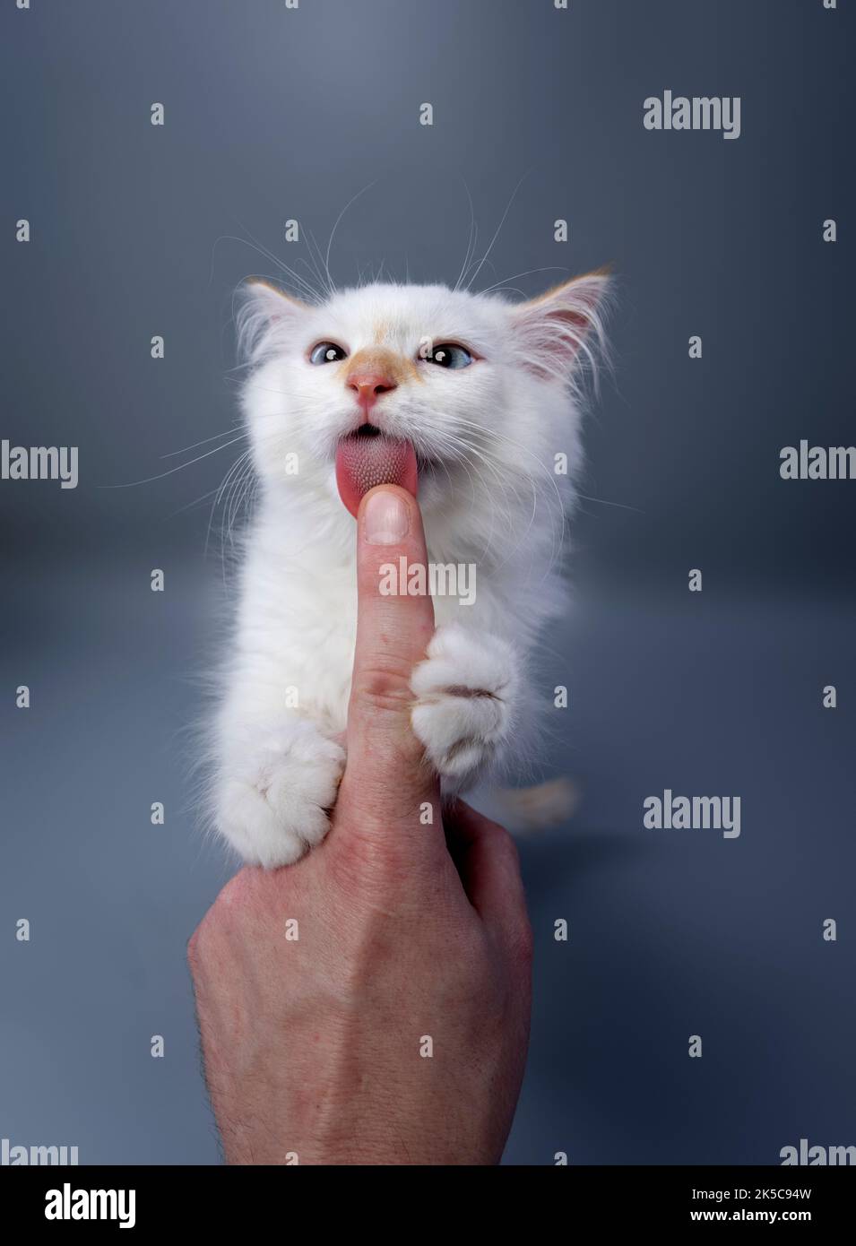 carino bianco siberiano gattino leccante dito di mano umana su sfondo grigio studio Foto Stock