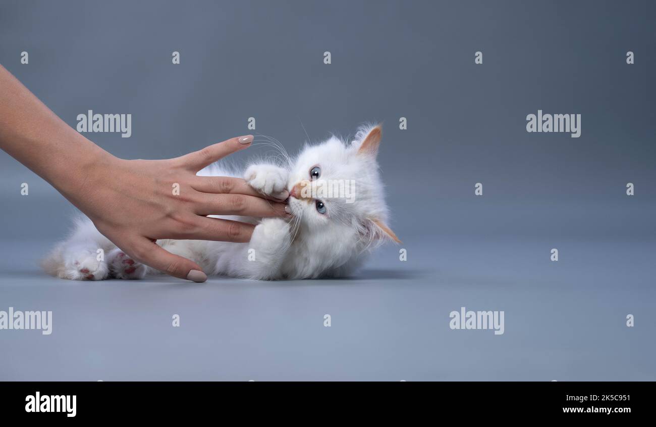 carino bianco lanuginoso gattino siberiano giocare a combattere con mano proprietario su sfondo grigio con spazio copia Foto Stock