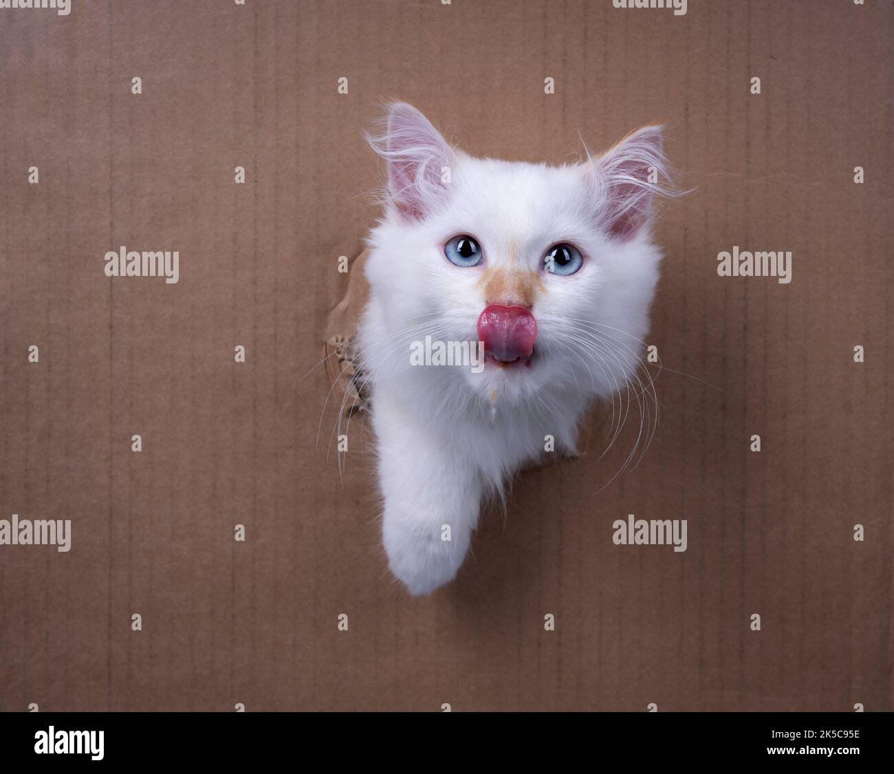 soffice gattino siberiano bianco che si aggraffa la testa attraverso un foro nella scatola di cartone guardando la macchina fotografica leccare le labbra Foto Stock