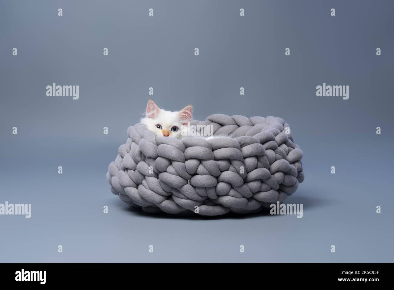 soffice gattino siberiano bianco che riposa in un comodo letto per animali su sfondo grigio con spazio copia Foto Stock